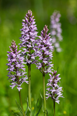 Fuchsens Fingerwurze, Dactylorhiza fuchsii