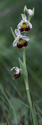 Fläsch GR, 17.5.2025