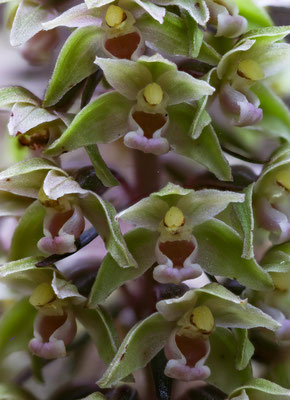 Winterthur ZH, 3.8.2025