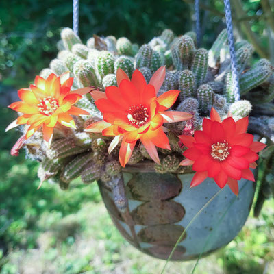 Lobivia silvestris Hybride (Lobivia x Chamaecereus)