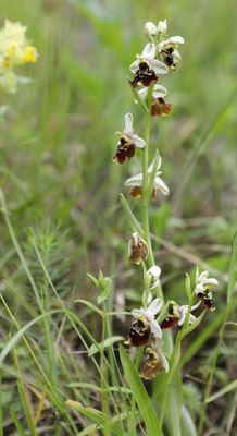 Fläsch GR, 17.5.2025