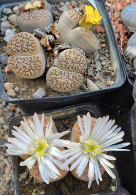 Lithops hallii v. ochracea (weiss)
