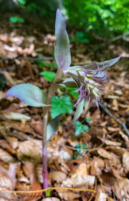 Winterthur (Dättnau) ZH, 11.7.2025