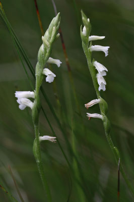 Matzingen ZH, 16.7.2025