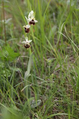 Fläsch GR, 17.5.2025