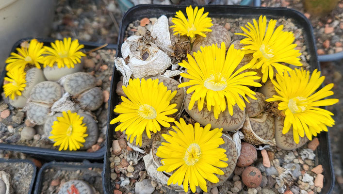 Lithops xxx