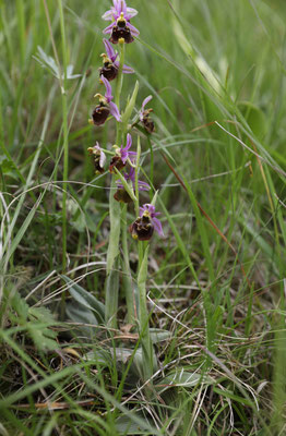 Fläsch GR, 17.5.2025