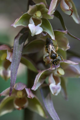 Freienstein ZH, 7.8.2025