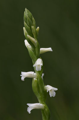 Matzingen ZH, 16.7.2025
