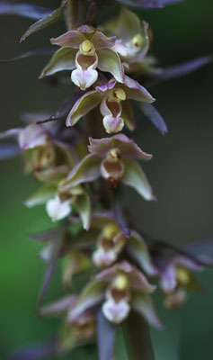 Freienstein ZH, 7.8.2025