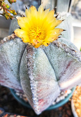 Astrophytum myriostigma