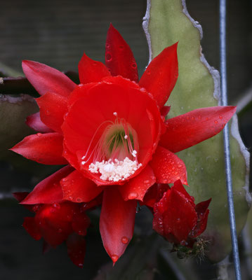 Blattkaktus Epiphyllum xxx