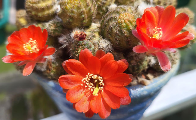 Mammillaria pygmaea