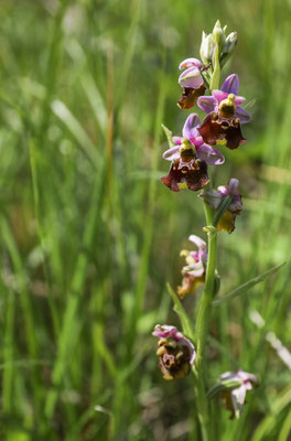 Fläsch GR, 17.5.2025