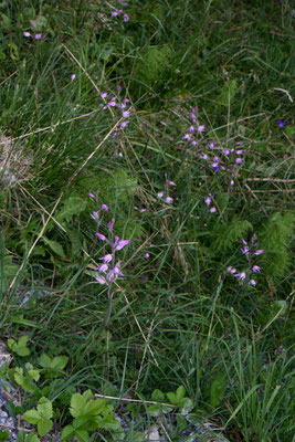 direkt am Strassenbord, eine ganze Ansammlung von roten Waldvögelein "Cephalanthera rubra", auch eine Orchidee.