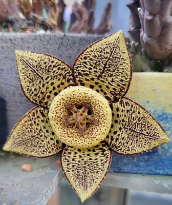 Orbea variegata