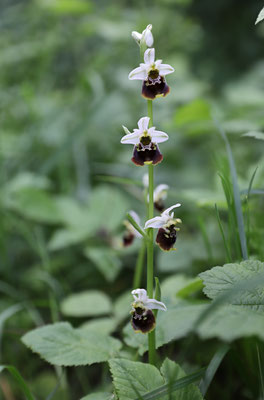 Fläsch GR, 17.5.2025