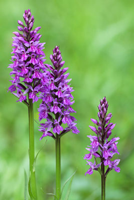 Fuchsens Fingerwurze, Dactylorhiza fuchsii