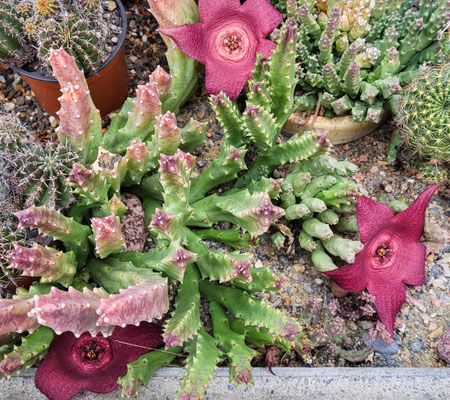 Caralluma xxx oder Stapelia xxx