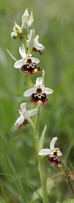 Fläsch GR, 17.5.2025