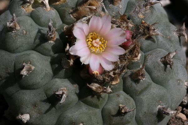 Lophophora williamsii