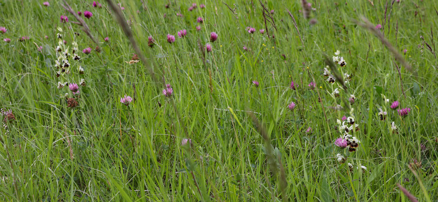 Fläsch GR, 17.5.2025