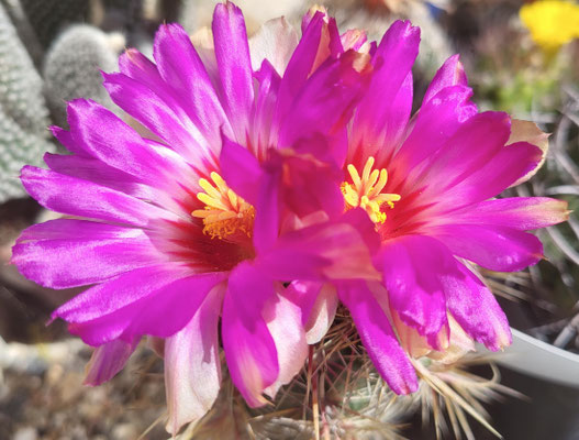 Thelocactus schwarzii aus eigener Anzucht