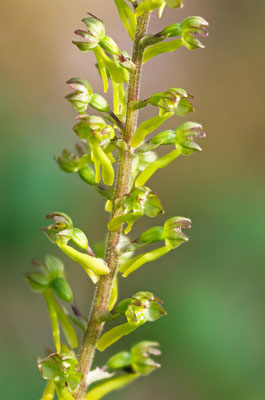 Grosses Zweiblatt, Listara ovata