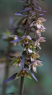 Freienstein ZH, 7.8.2025