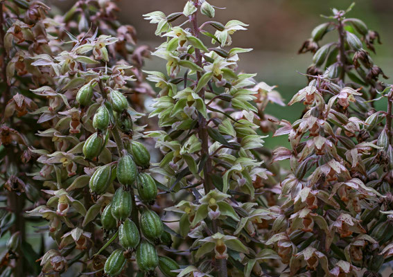 Winterthur ZH, 3.8.2025