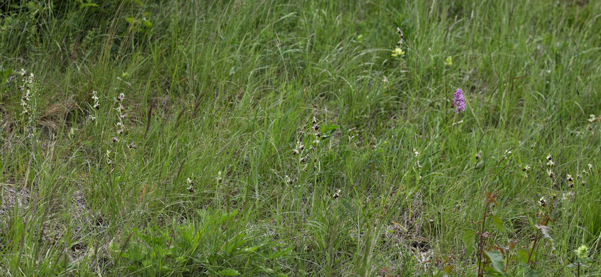 Fläsch GR, 17.5.2025