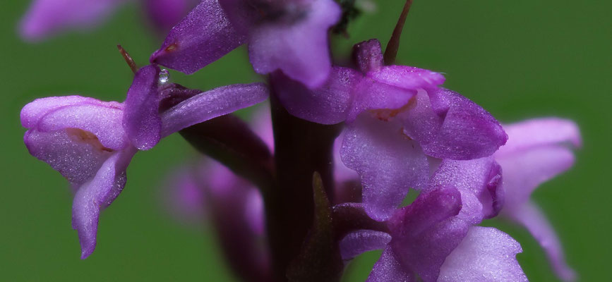 Matzingen ZH, 16.7.2025