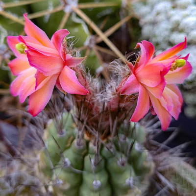Matucana paucicostata
