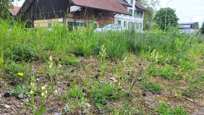 Rümlang ZH, 9.5.2025