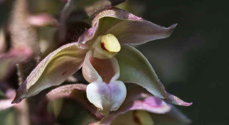 Freienstein ZH, 7.8.2025