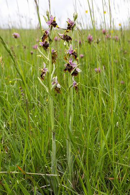 Fläsch GR, 17.5.2025