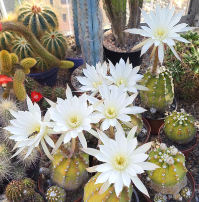 Echinopsis subdenudata