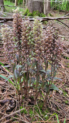 Winterthur ZH, 3.8.2025