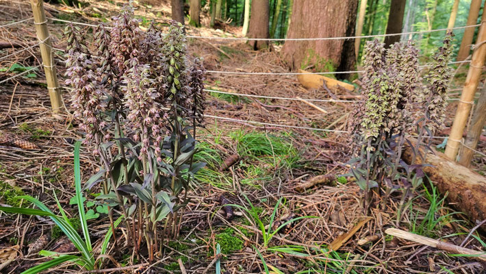 Winterthur ZH, 3.8.2025