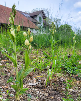 Rümlang ZH, 9.5.2025