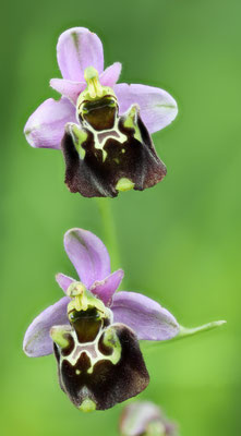 Freienstein-Teufen (Forenbückli) ZH, 9.6.2025
