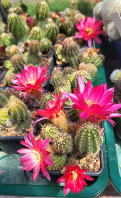 Lobivia silvestris Hybride (Lobivia x Chamaecereus), Nachwuchs aus Stecklingen