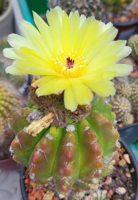 Notocactus ottonis, ein Nachkomme meiner Mutterpflanze von 1983