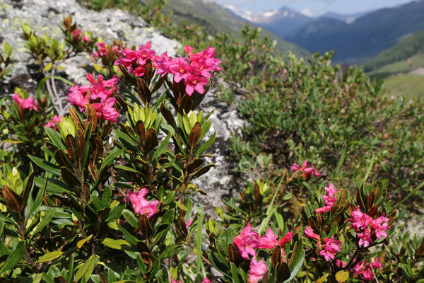 rostblättrige Alpenrose (Rhododendron ferrugineum)