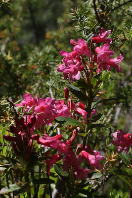 bewimperte Alpenrose (Rhododendron hirsutum)