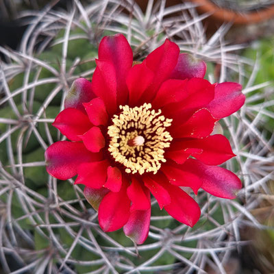 Gymnocalycium xxx