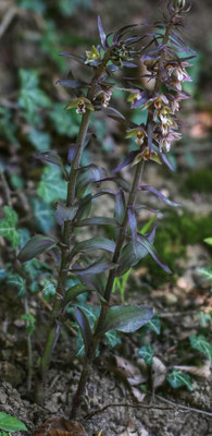 Freienstein ZH, 7.8.2025