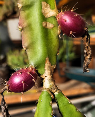 Epiphyllum xxx, Samenkapseln