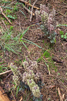 Winterthur ZH, 3.8.2025