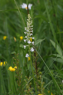 Weingarten (Imeberg) TG, 25.5.2024
